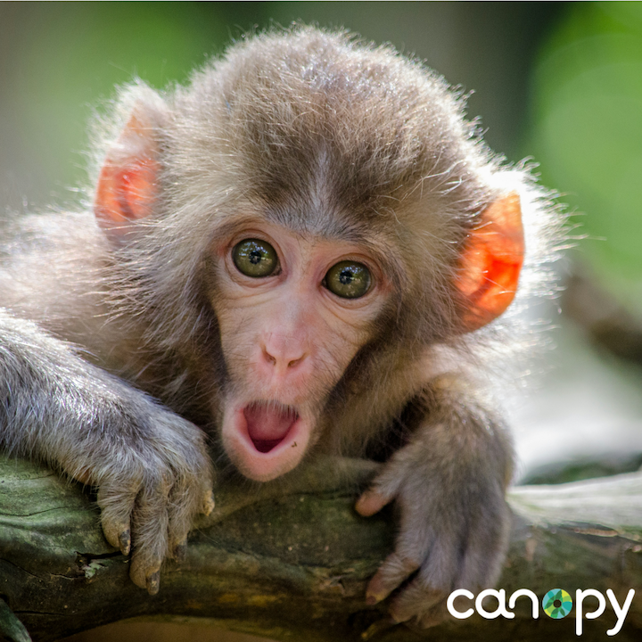Monkey